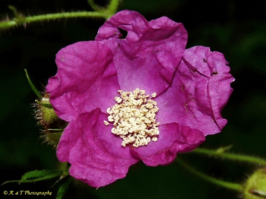 {Rubus odoratus}